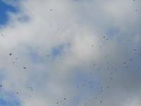 Wichura -Gdańsk- setki ptaków wykonuje powietrzne akrobacje...