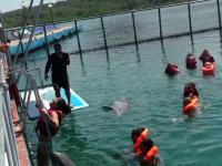 Delfin pomaga dziewczynie wyjść z wody