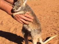 Osierocony kangurek bardzo chce się przytulić