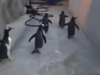 Nieudana misja pingwinów