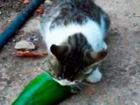 Rosyjskie koty NIE boją się ogórków!