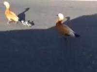 Kaczki atakują kierowcy