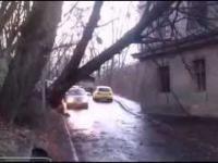Drzewo wali się wprost na nadjeżdżające Daewoo