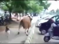 Walka Kozy z Bykiem