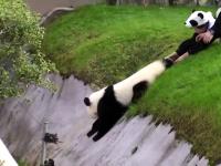Niesforna panda