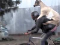 Jazda rowerem z kozą na plecach...