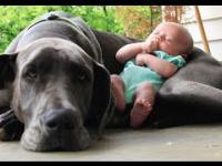 Big Dogs Playing with Babies Compilation 2015 [NEW HD VIDEO]