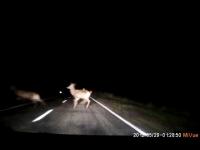 Nocne spotkanie z jeleniami przy 110km/h