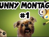 Funny Montage 1: Best moments