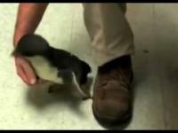 Łaskotanie małego i uroczego pingwina