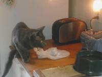 Kot podjada sobie coś obok tostera, aż tu nagle...