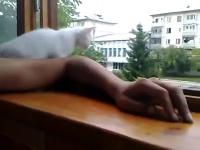 Careful Kitty save the Hand