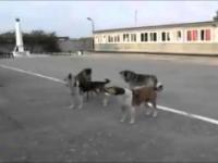 Rosyjskie psy pełne partiotyzmu śpiewją hymn