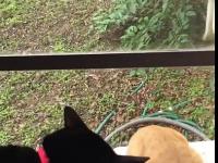 Kot zaprzyjaźnia się z innym kotem