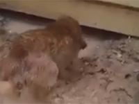 Psia mama ratuje swoje szczenię od utonięcia