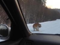 Tygrys grasujący ulicami Rosji