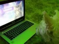 West Highland White Terrier watch Youtube