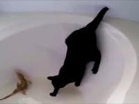Koty naprawde nie lubią wody - StaryWygaTV