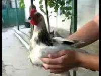 Interesujący eksperyment z kurczaka