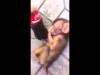 Reakcja na Coca Cola małpy