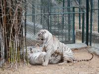 Ostra wymiana zdań pomiędzy białymi tygrysami