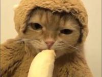 Małpi kocur je banana