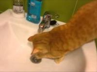 Kot ktory uwielbia wode