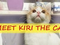 Kot z piekła rodem - Kiri the Cat 2