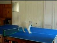 Śmieszne koty i ping-pong