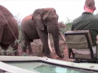 Bliskie spotkanie ze słoniem
