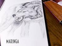Speed drawing: Wolf [Maringa]