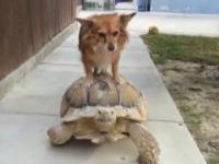 Pies jedzie na Dużym żółwe 