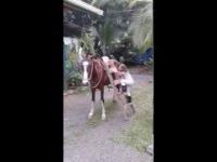 Mała dziewczynka wsiada na konia