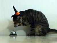 Kot używa dzwonka żeby dostać smakołyk
