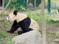Pandy wielkie w zoo