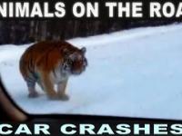 Kompilacja stłuczek - zwierzęta na drodze [Animals Car Crash]