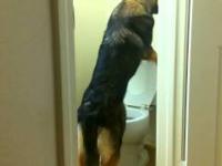 Pies, który wie jak korzystać z toalety