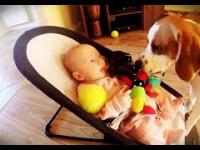 Pies przeprasza dziecko za kradzież zabawki
