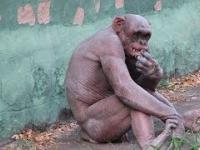 Skandal w zoo, szympans dogadza sobie ...żabą