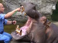 Jak nalezy prawidłowo dbać o zęby hipopotama