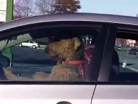 Rodzina psów trąbi klaksonem w samochodzie aby ich pan się pospieszył