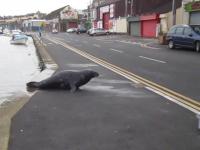 Żebrząca foka wychodzi na ulicę