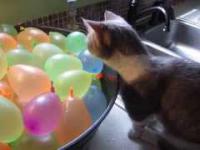 Kot nie ogarnia pękających balonów z wodą