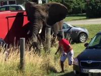 Rozwścieczony słoń atakuje samochód