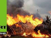 Kenia : Skład kości słoniowej o wartości €172 mln, został spalony w Parku Narodowym Nairobi