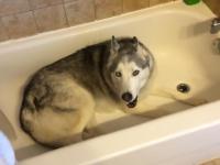Niezadowolony husky chce się wykąpać!