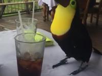 Tucan popija colę w barze