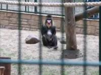 Funny Monkey - Mandryl in Zoo