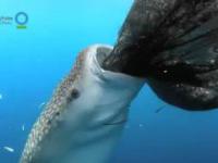 Rekin wielorybi stara się połknąć sieć rybacką