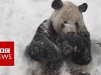 Panda bawi się w śniegu.